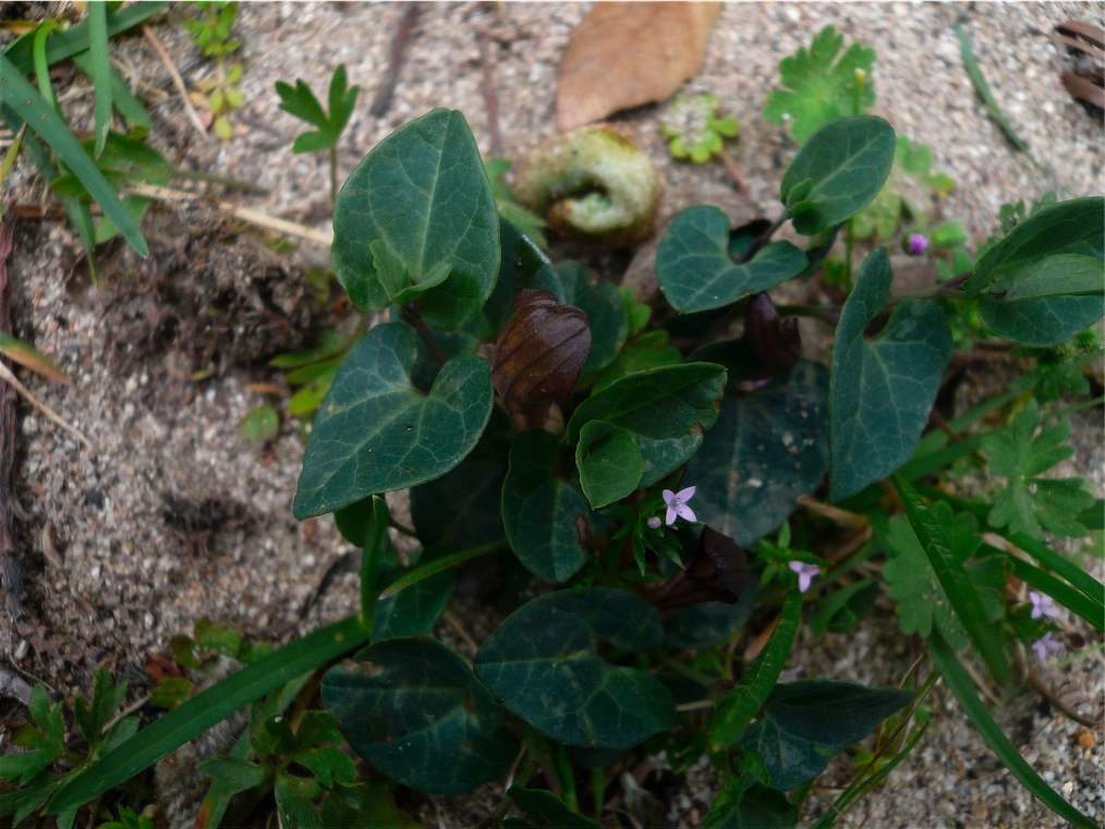 Aristolochia tyrrhena / Aristolochia pistolochia